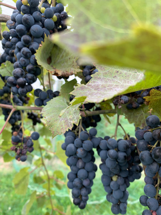Winery is Closed Saturday Sept. 2nd for the Holiday