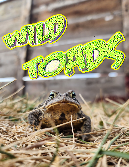 A Night with the Wild Toads Sat. May 3rd!