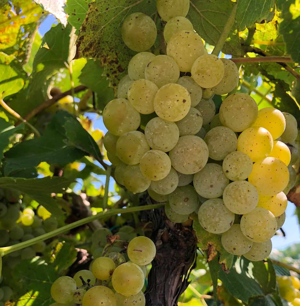 White Wine – Stoney Ridge Winery 